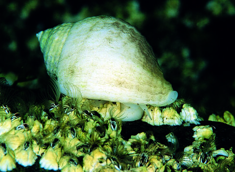 Dog Whelk IUCN UK Peatland Programme dog-whelk-iucn-uk-peatland-programme